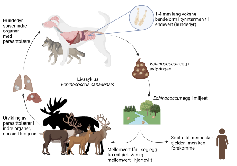 Livssyklus Echinococcus canadensis G10. Figuren er laget av Rebecca Davidson, Veterinærinstituttet, med BioRender.com og med Moose clipart #11870 fra clipart-finder.com