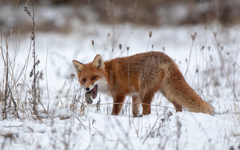 Raudrev (vulpes vulpes) med byttedyr i munnen. Foto: Colourbox