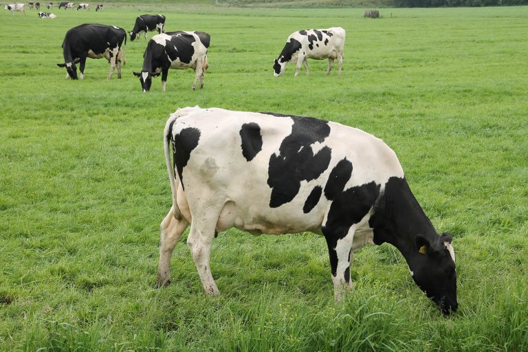Beitende melkekyr av typen Holstein på åpen gresslette. Illustrasjonsfoto: Colourbox