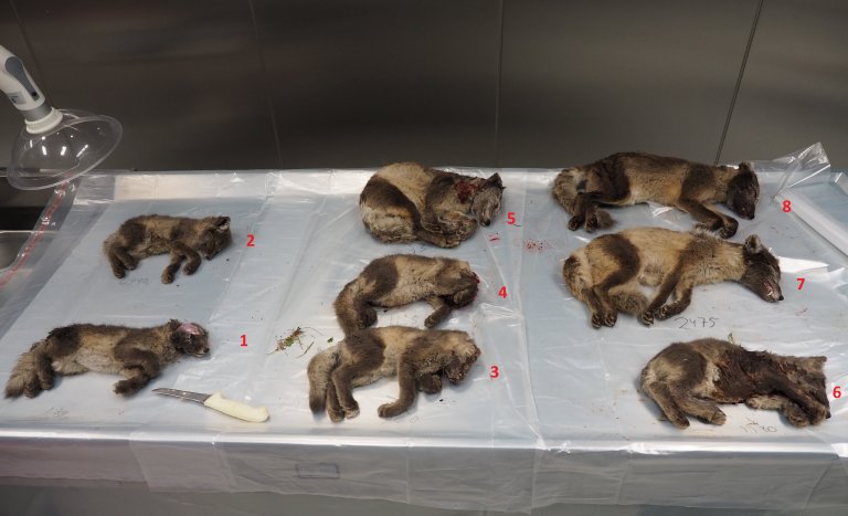 Åtte døde fjellrev på obduksjonsbordet på Veterinærinstituttet. Foto: Ingunn Ruud, Veterinærinstituttet