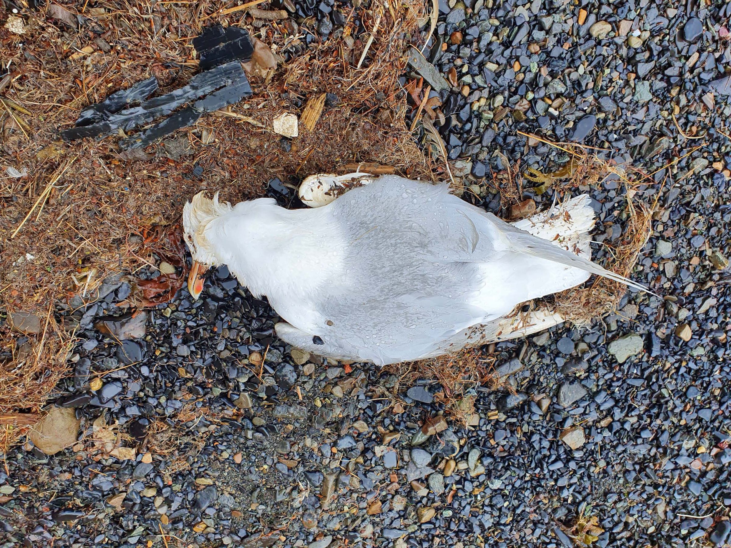 Den døde polarmåka ble funnet ved kaia i Longyearbyen. Foto: Anita Rude, LOFF (Longyearbyen Feltornitologiske forening)