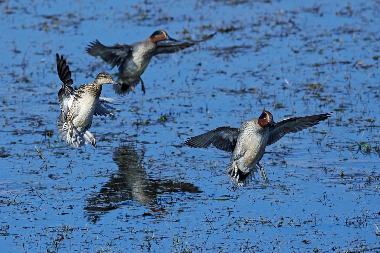 Krikkand i vårmarkområde