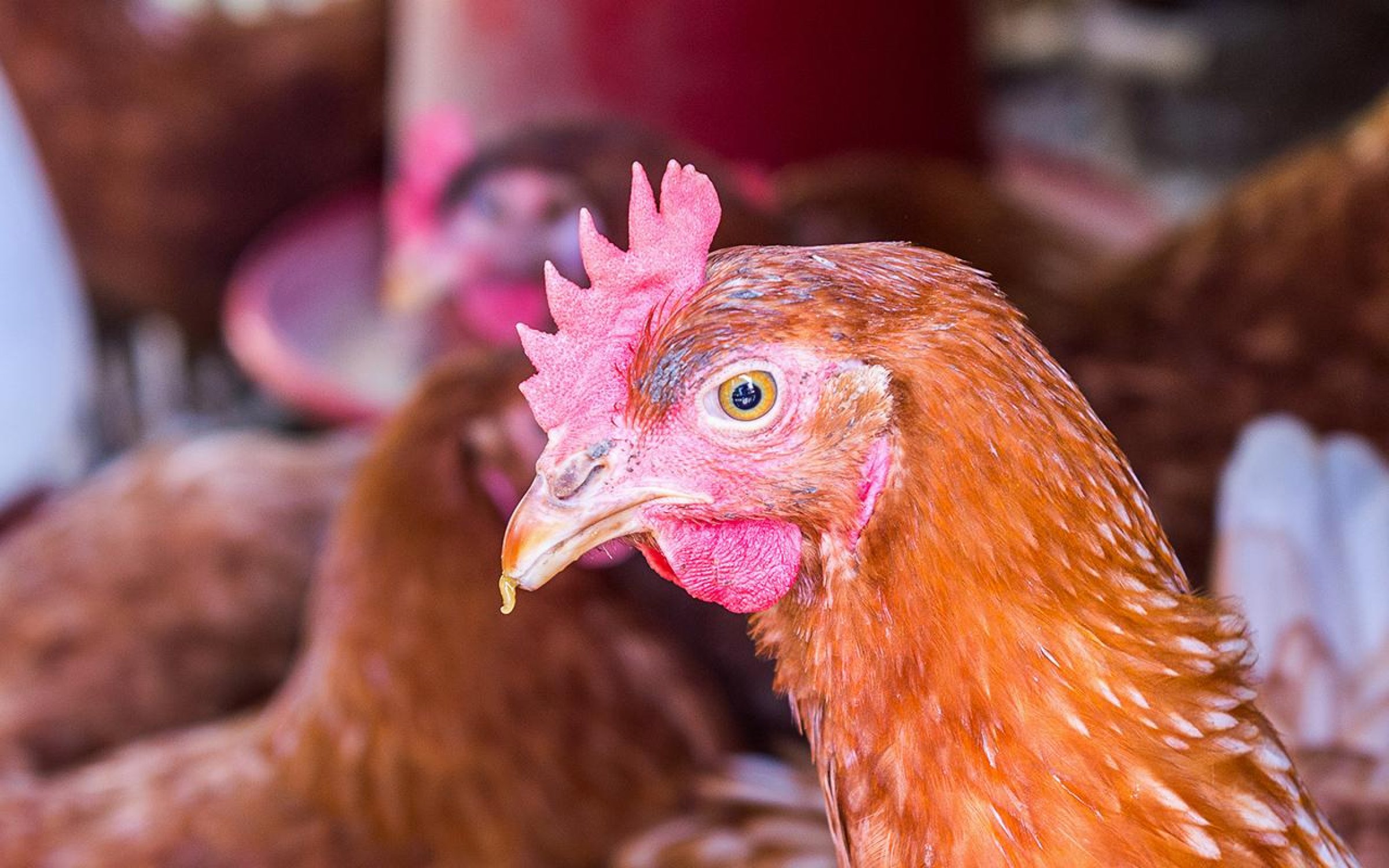 Fugleinfluensaviruset som ble påvist hos høner i Rogaland kommer trolig med trekkfugl fra Russland. Illustrasjonsfoto: Colourbox