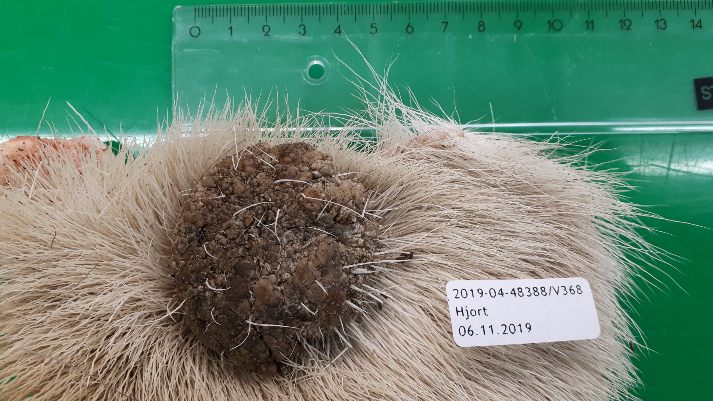 Hudvorte årsaka av papillomavirus, lokalisert på låret hjå ein hjort felt hausten 2019. Dyret hadde også ei mindre hudvorte på den ene bogen. Foto: Jon Hagelin, Veterinærinstituttet