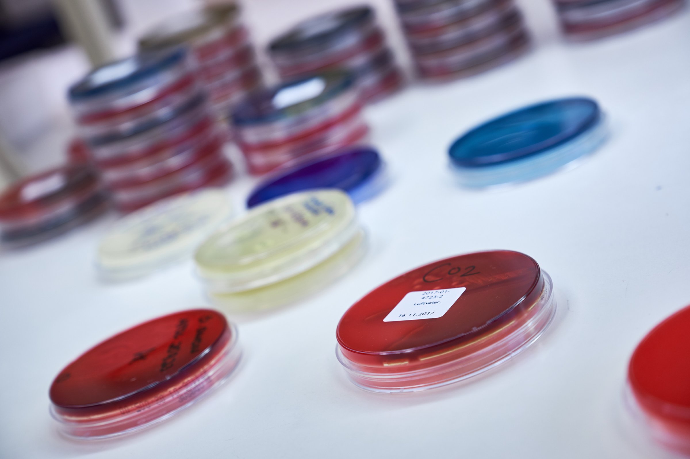 Bakteriprøver, illustrasjonsbilde fra Veterinærinstituttets lab. Foto: Eivind Røhne