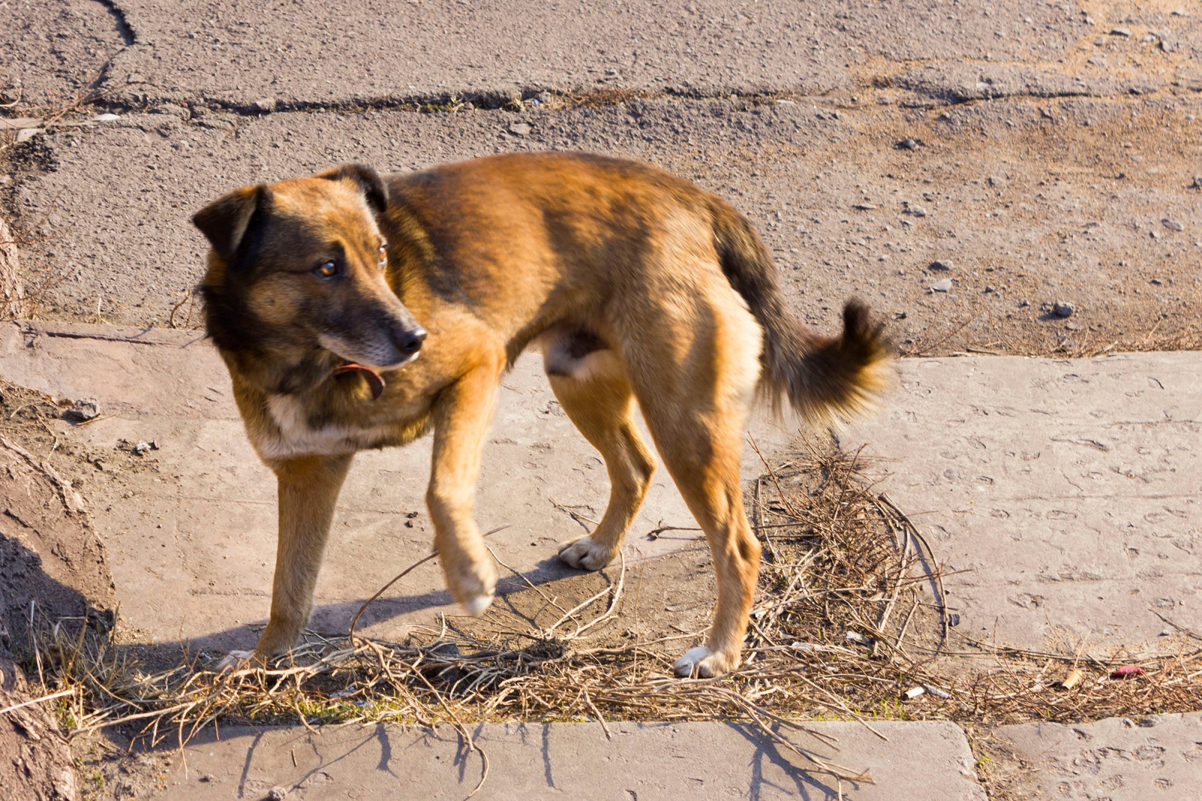 Når man importerer en hund man ikke kjenner bakgrunnen til, for eksempel en gatehund, kan man risikere å få med smittestoffer som kan smitte videre til mennesker og dyr i Norge. Foto: Colourbox