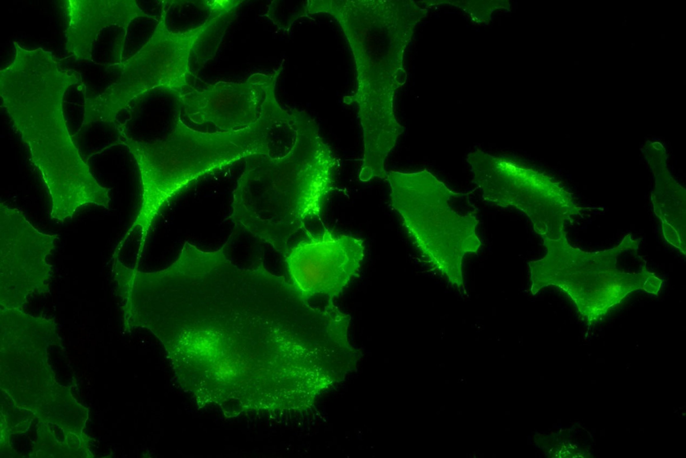 Cellekultur med ILA-virus. Foto: Veterinærinstituttet