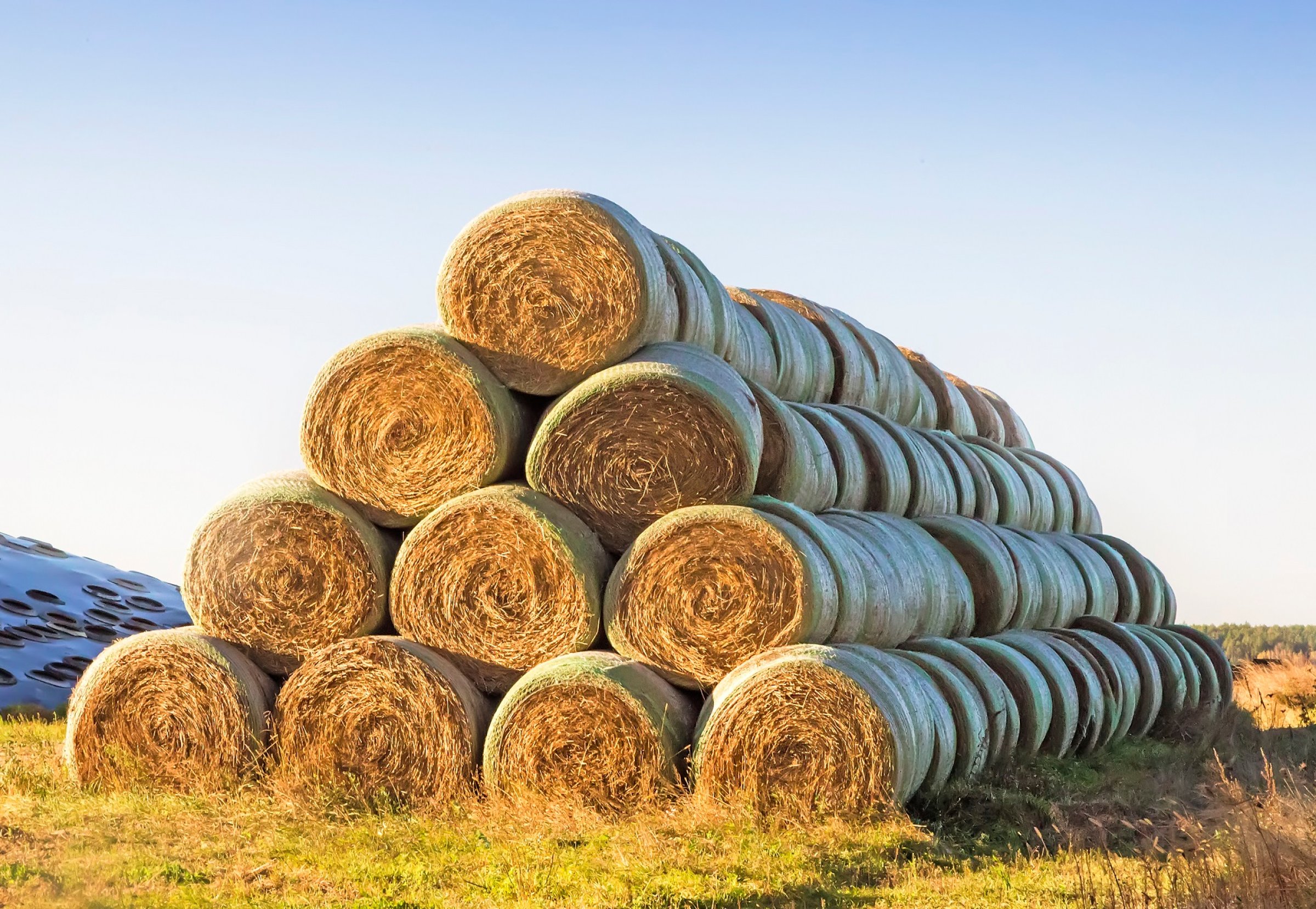 On the field, stacked numerous bales of hay for animal feed.