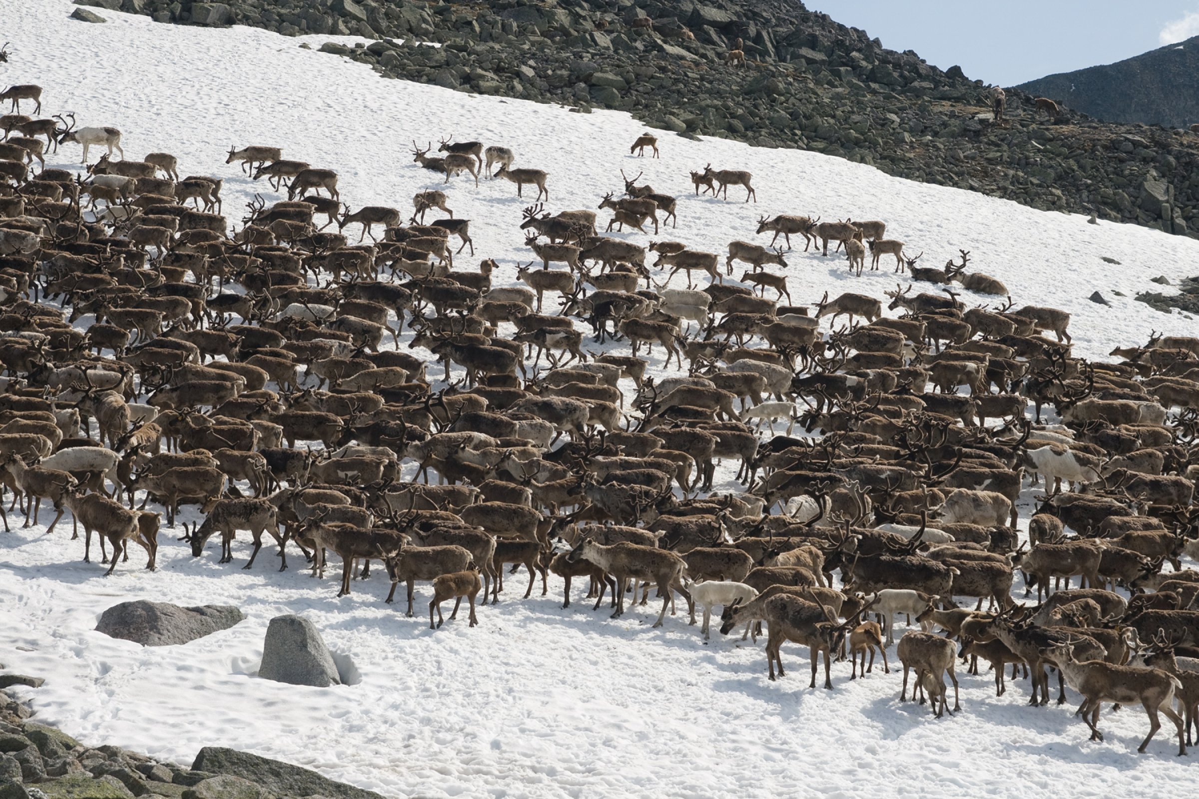 Herd of reindeers pasturing on a snow patch in Ural mountains