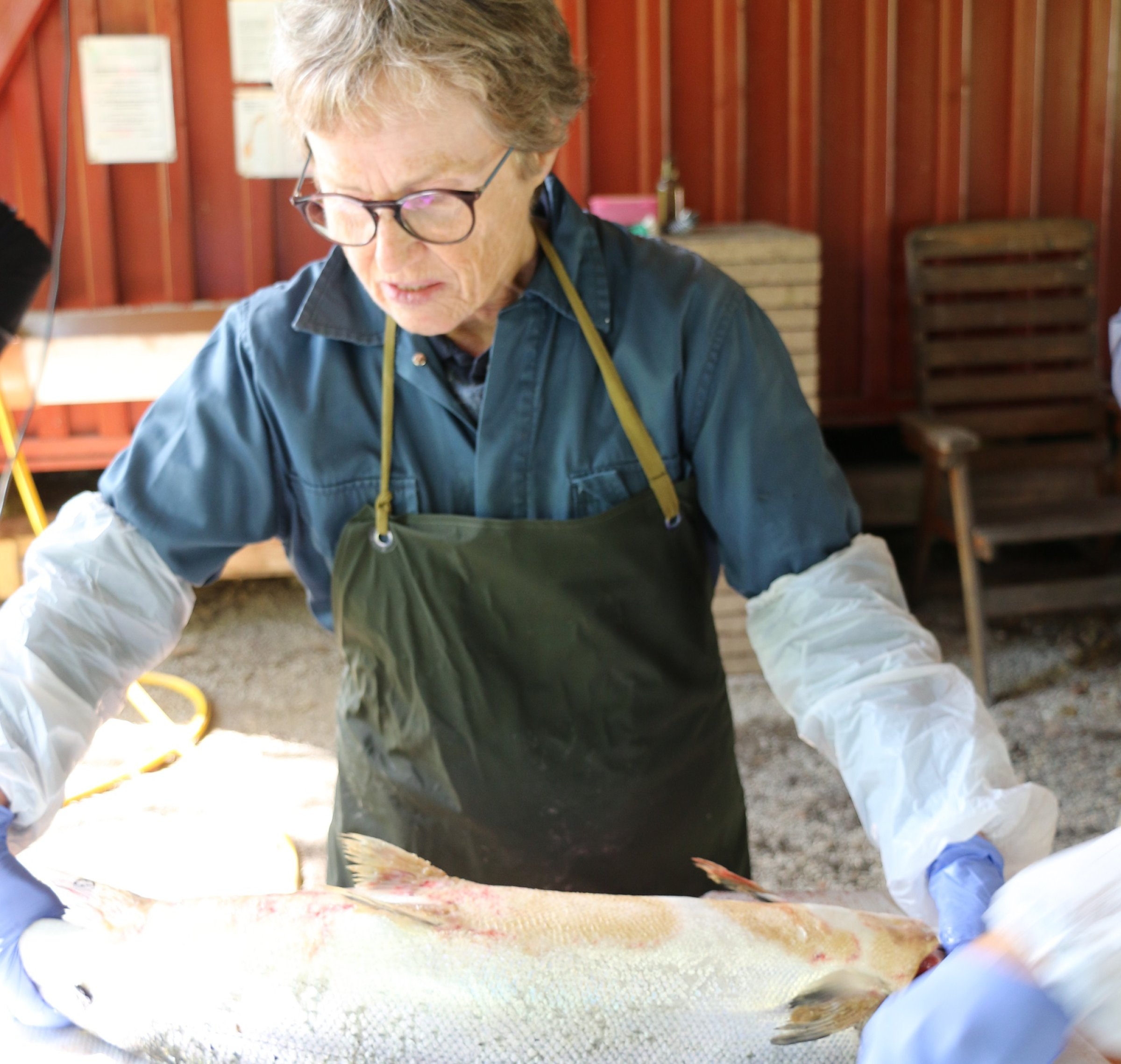 Fiskehelseansvarlig Brit Tørud på Veterinærinstituttet obduserer død fisk i Enningdalselva. Foto: Erik Sterud
