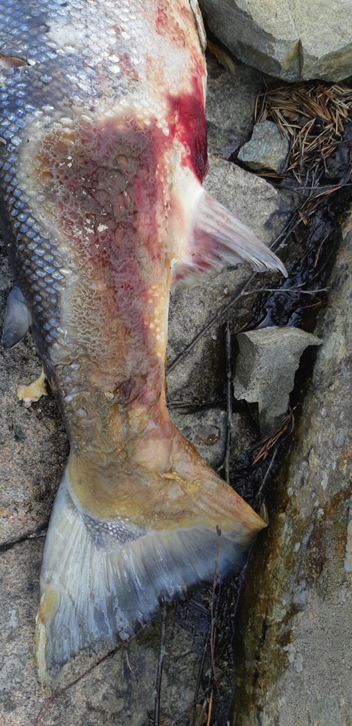 Nærbilde av skader på syk laks fra Tovdalselva i Agder. Veterinærinstituttet ble varslet 8. juni 2019  av Mattilsynet i Agder om innsendelse av fisk for analyse også fra denne elva.