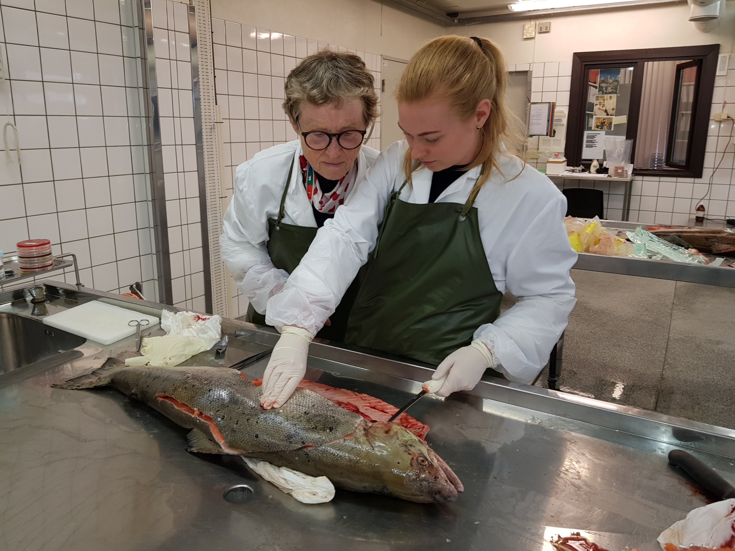 Fiskehelseansvarlig Brit Tørud og veterinær Karoline Overn Sveinsson obduserer død laks fra Enningdalselva på laboratoriet på Vetrinærinstituttet i Oslo.