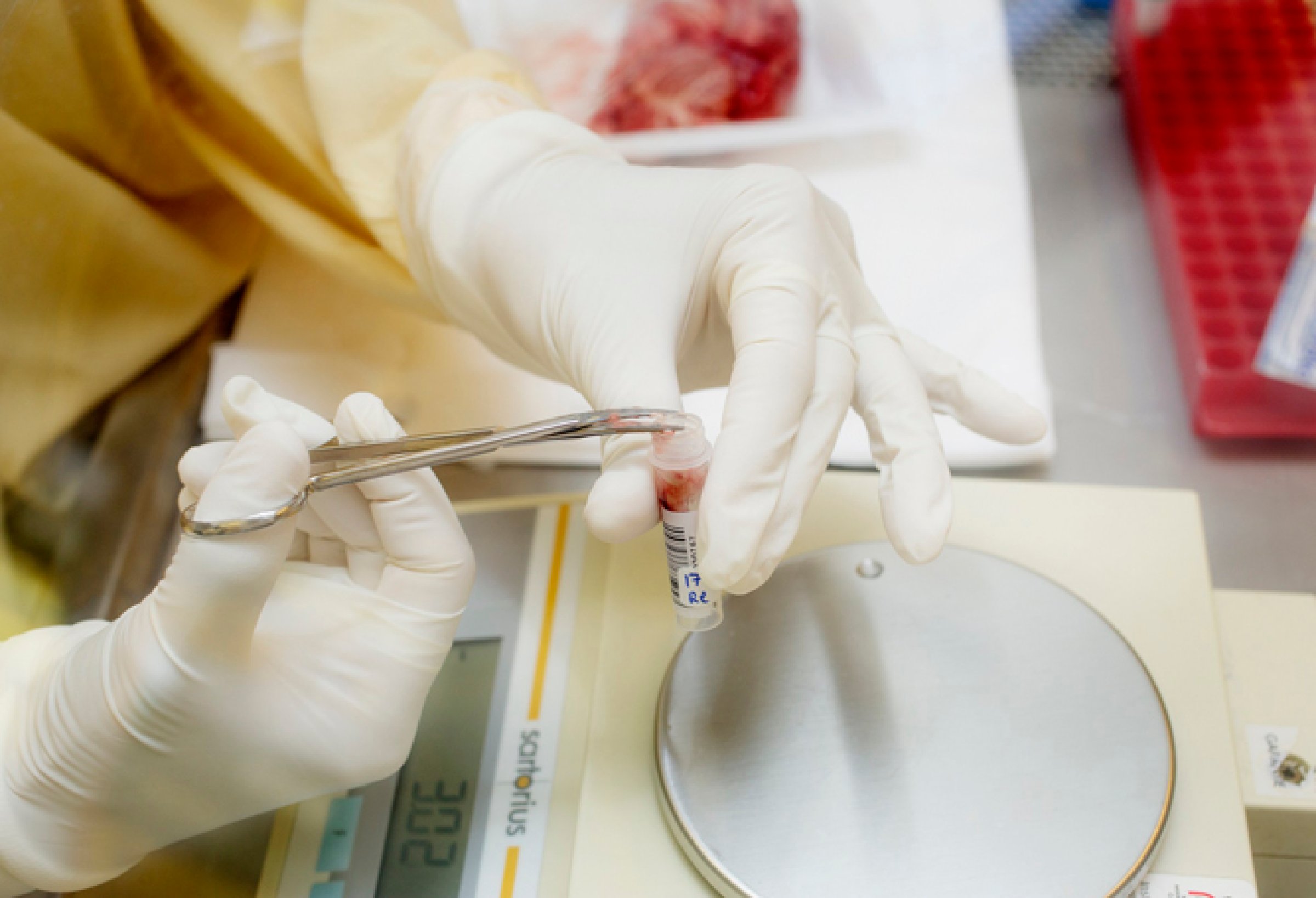 Lymfeknuter og hjernevev fra hjortedyr undersøkes for CWD/skrantesjuke fortløpende på ved Veterinærinstituttet. Nå kan det ta mer enn en dag før prøvesvar foreligger. Foto: Agnete Brun