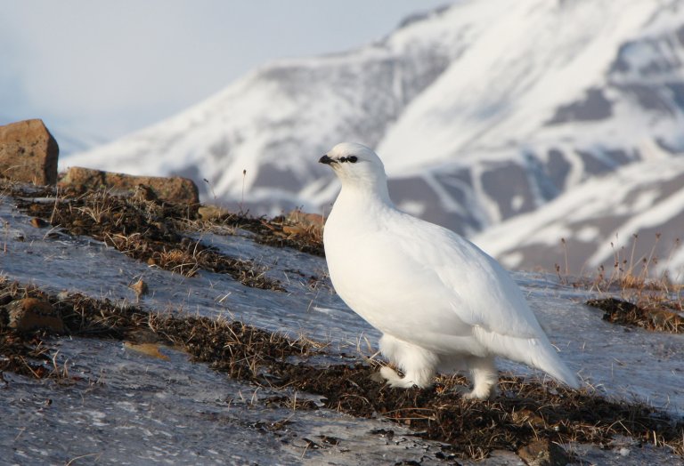Svalbardrype i vinterdrakt på snødekt vegetasjon, nokre rabbar med vegetasjon stikk opp. Foto 