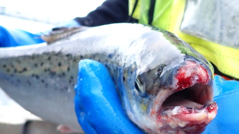 Snuteskade på laksefisk foto: Kristoffer Vale Nielsen, Veterinærinstituttet