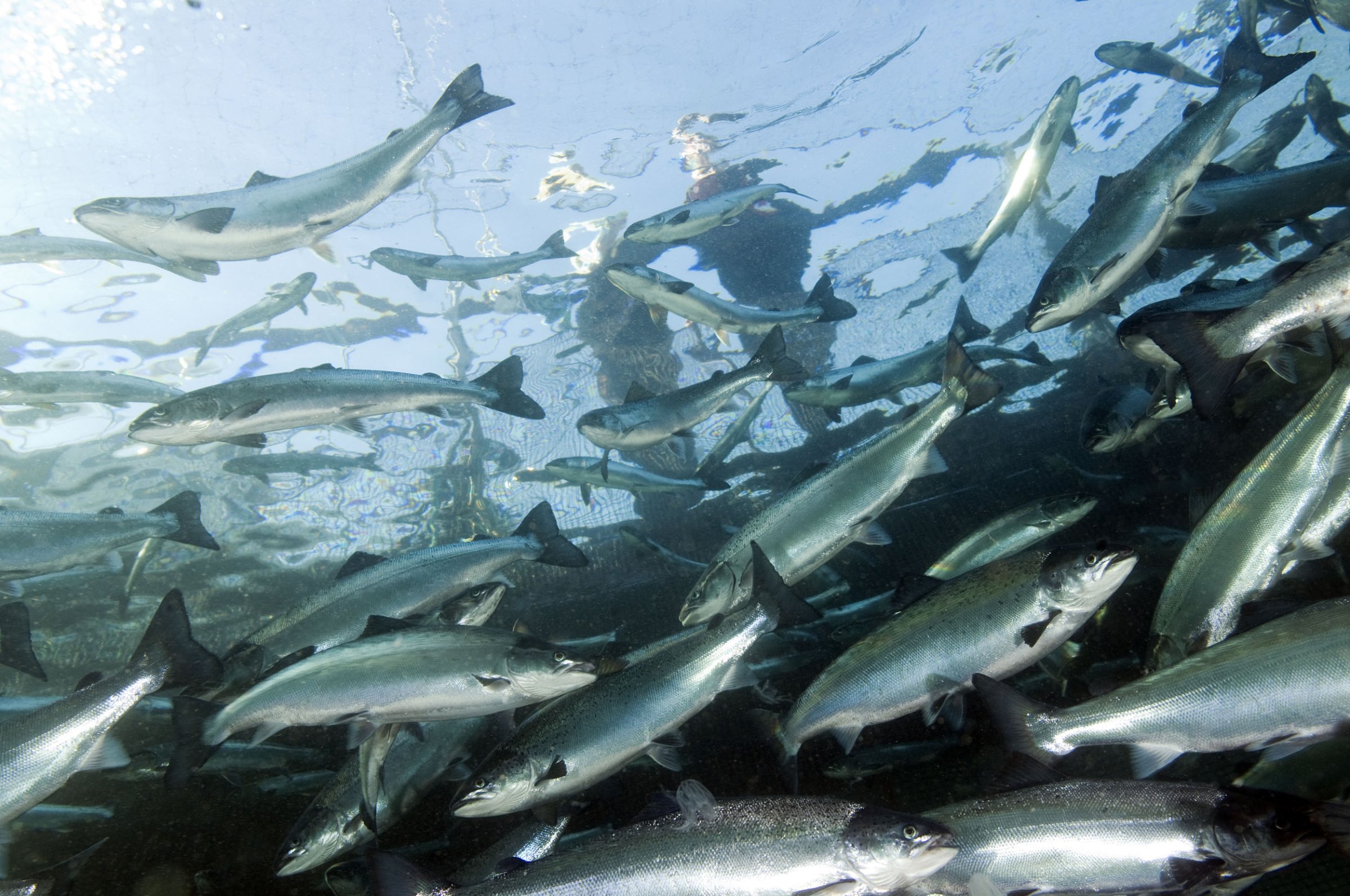 For å fylle sin beredskapsrolle best mulig framover, skal Veterinærinstituttet jobbe for å sikre en samlet oversikt over fiskehelsestatus i hele landet, både fra dag til dag, og i sammenstillinger som «Fiskehelserapporten». Foto: Rudolf Svendsen