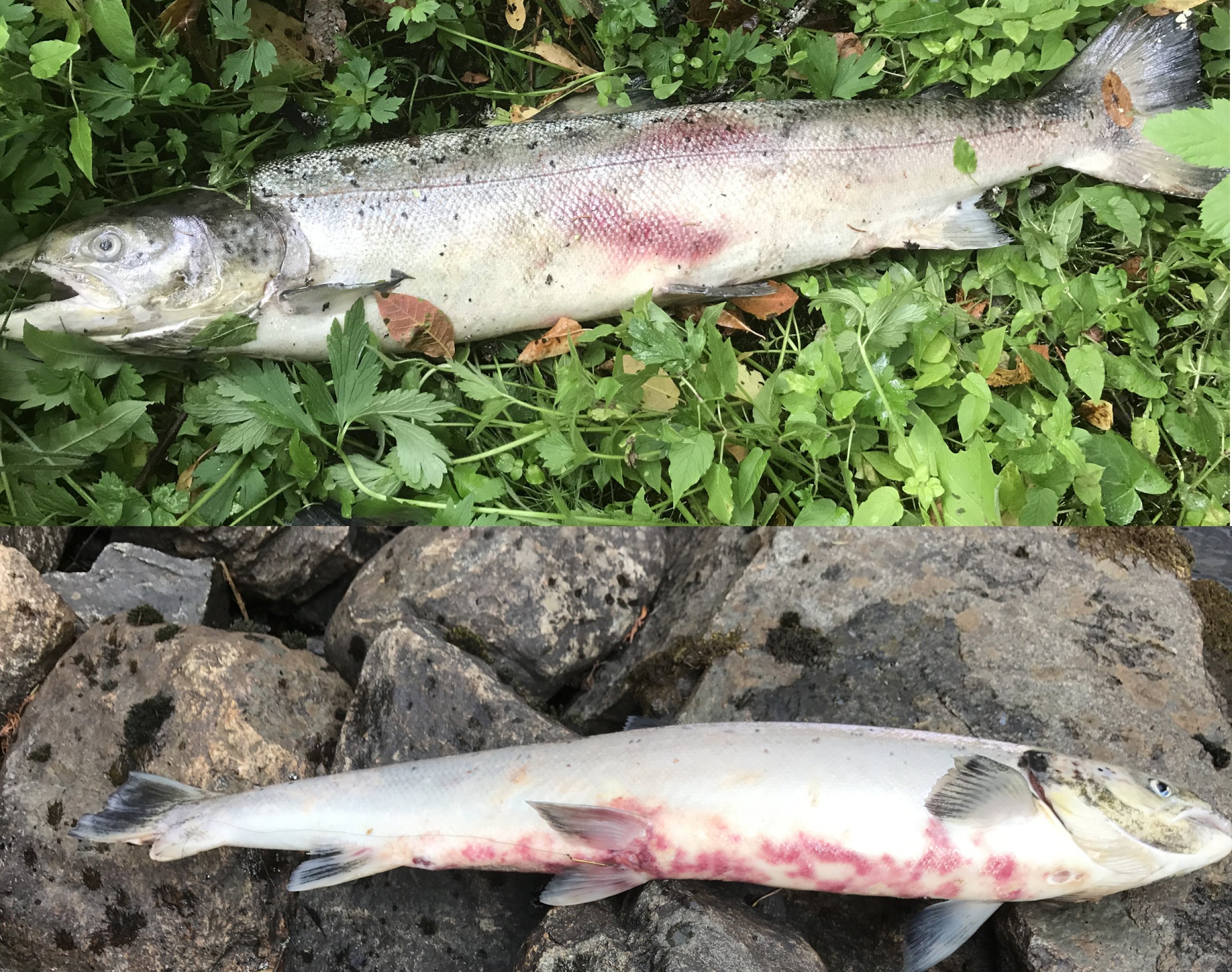 Veterinærinstituttet oppfordrer elveeierlagene om å være ekstra observante og varsle ved mistanke om furunkulose hos vill laksefisk. Bildet viser villaks med furunkulose. Foto: Anton Rikstad.