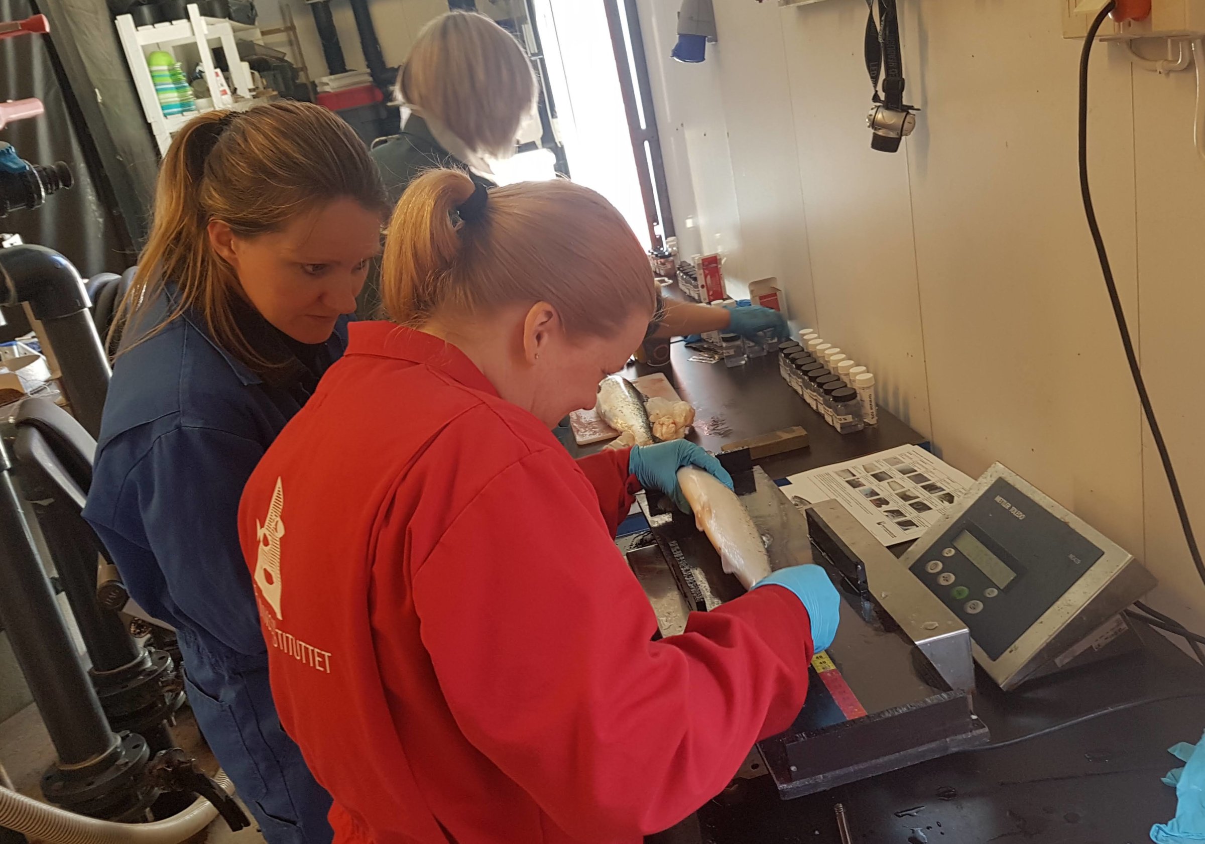 Forsker Kristine Gismervik (Veterinærinstituttet) og stipendiat Lene Moltumyr (Havforskningsinstituttet) sjekker laksen for ytre skader etter behandling. I bakgrunnen utfører patolog Cecilie Walde (Veterinærinstituttet) full obduksjon av fisken med uttak av prøver til histopatologiske undersøkelser.