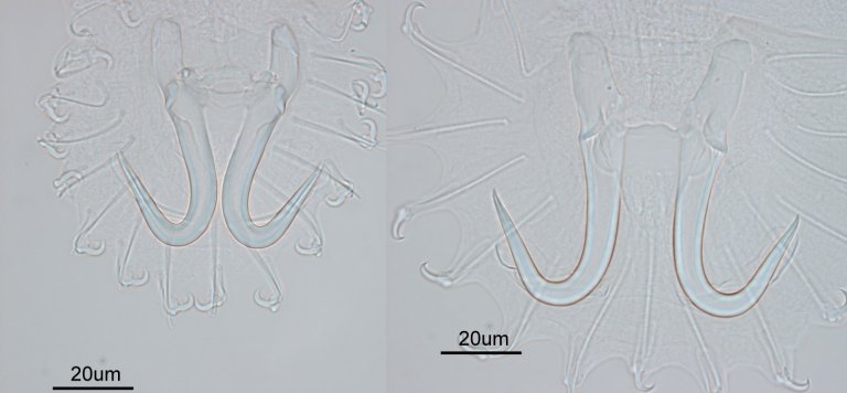 Festekrokene (opisthaptoren) til G. derjavinoides og G. salaris. Foto: Haakon Hansen