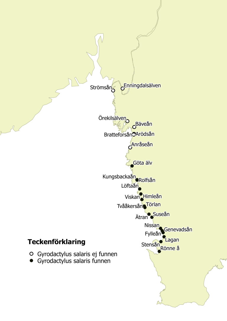 Kart som viser smittestatus for Gyrodactylus salaris på den svenske vestkysten før den siste påvisningen i Kungsbackaån. Foto: Gjengitt med tillatelse fra Erik Degerman, Sveriges Lantbruksuniversitet (SLU).