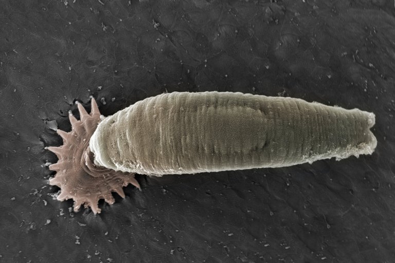 Bilde av parasitten Gyrodactylus salaris tatt med mikroskop og fargelagt.