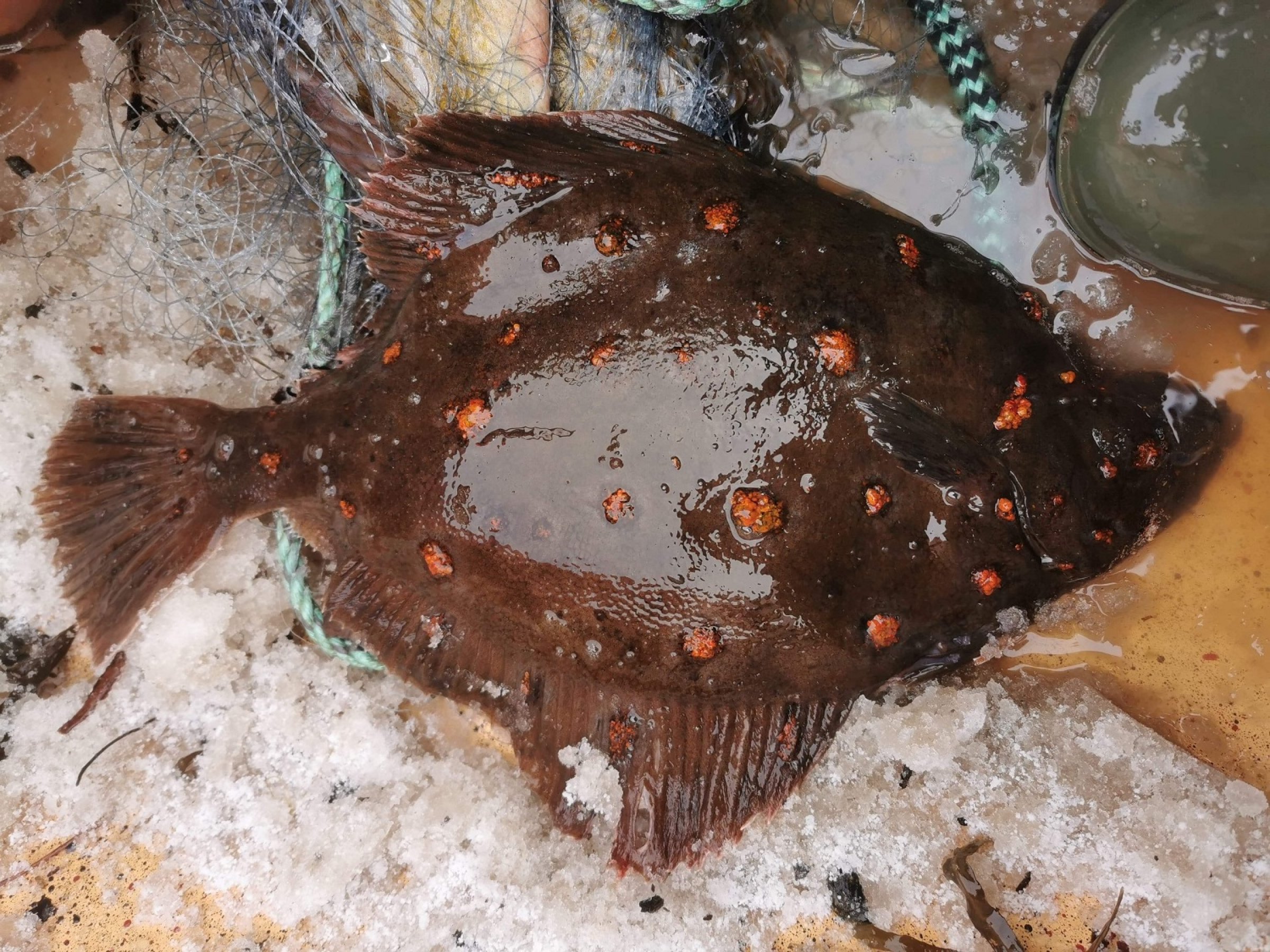 Kjønnsmoden hannfisk av rødspette med tydelig hevelse i de røde flekkene. Årsaken til hevelsen er ukjent. Foto: Tommy Tølche