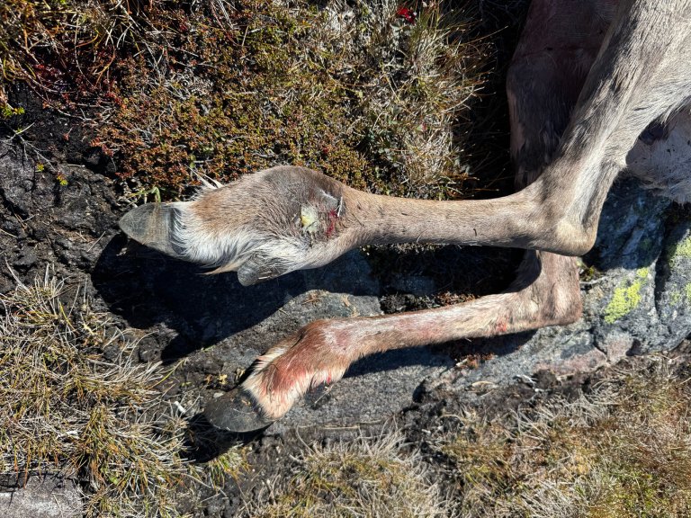 "Klumpfot" hos simle felt 23. august 2025 i Setesdal. Bildet er tatt av jeger Sondre Holte