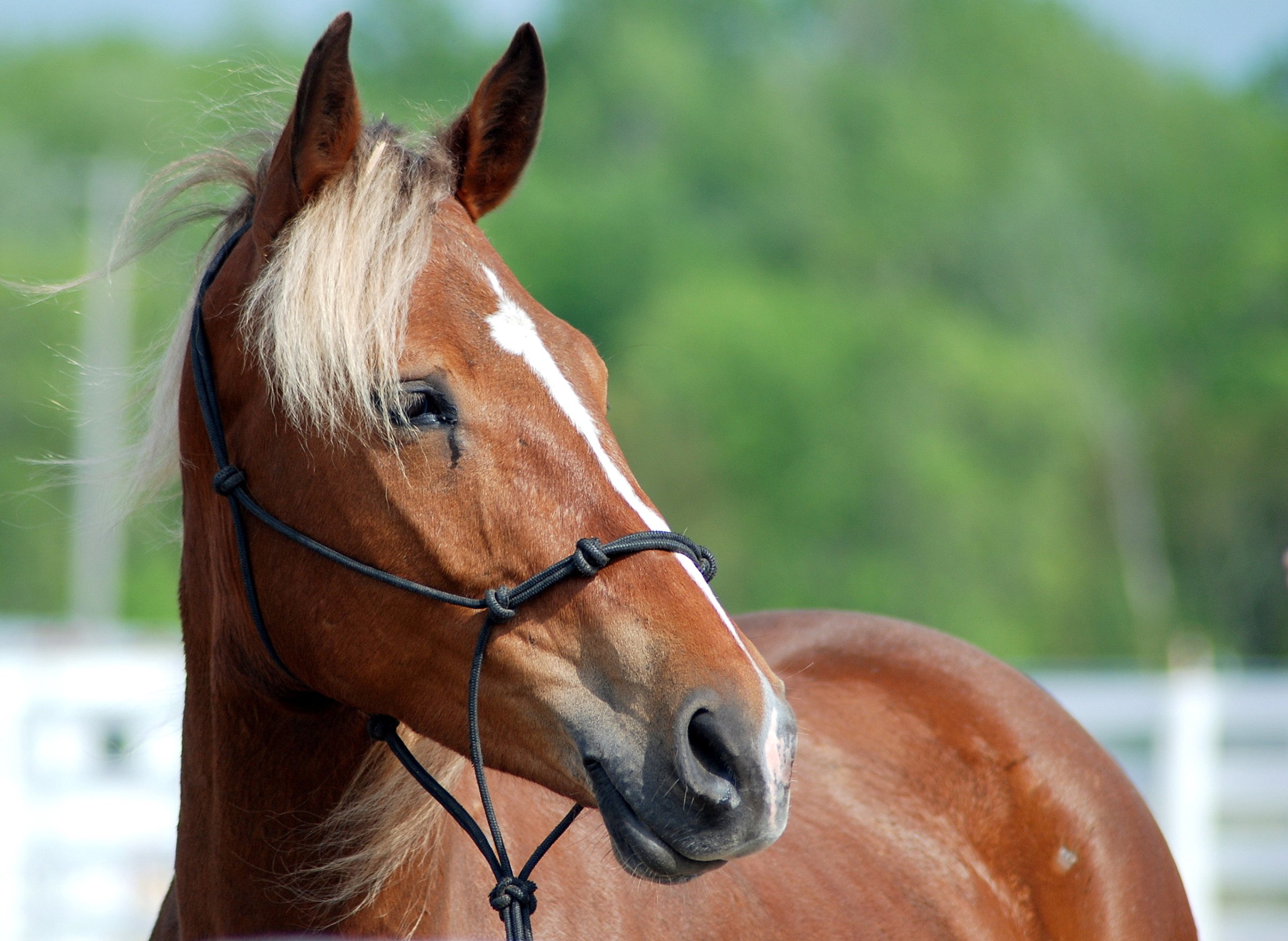 Det er mistanke om at en hest er smittet av en sjelden form for herpesvirus, som kan gi ustøhet og lammelser. Illustrasjonsbilde fra Colourbox