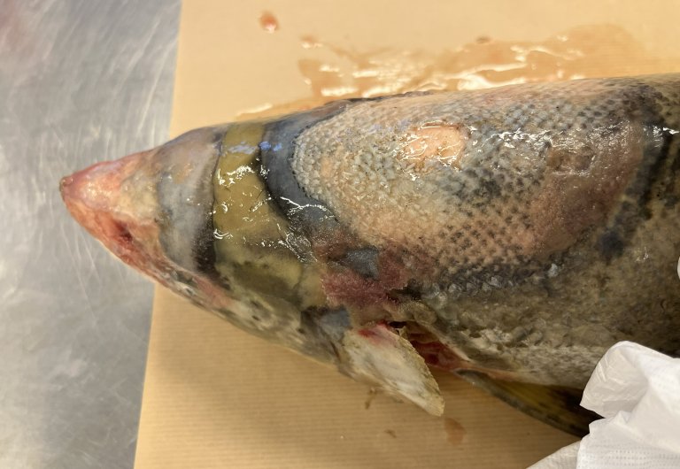 Laks fra elva Orkla med UDN-relaterte hudforandringer i hodet, med vevsdød (nekroser) og en tydelig randsone mellom sykt og frisk vev. I tillegg har fisken saprolegniainfeksjon. Foto Åse Helen Garseth, Veterinærinstituttet
