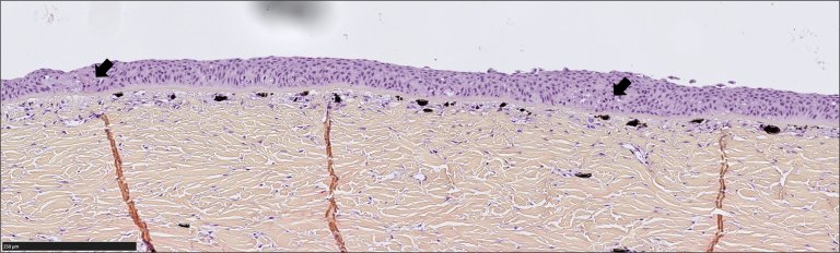 Histologibilde av hudforandringer hos laks fra Orkla.  Bildet viser flere «hulrom» med nekrotisk epitelvev ned mot basalmembranen (indikert med sort pil).  Foto: Toni Erkinharju, Veterinærinstituttet.