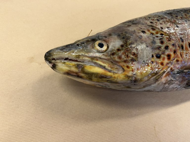 Bildet viser hode til en av hunderørretene som ble undersøkt - typiske funn ved UDN inkluderer gråhvite eller melkeaktige hudforandringer, særlig på hodet og rygg, ofte med sårdannelse og nekrose. Foto: Åse helen Garseth, Veterinærinstituttet