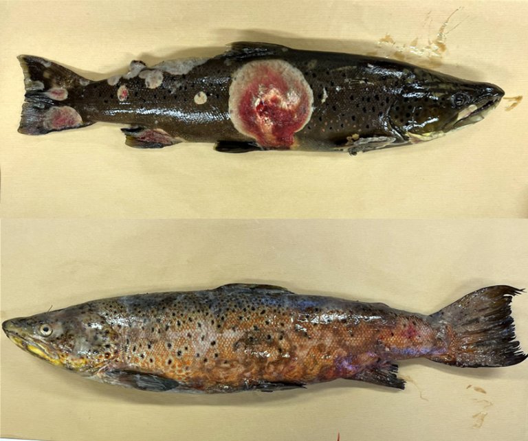 Det var en markant forskjell i fremtoning mellom anadrom ørret (denne er fra Nidelva) og hunderørret med saprolegniose. Forskjeller i fremtoning kan skyldes ulik mikrobiell sammensetning i vannmiljøet – anadrom ørret kommer fra et marint miljø, mens hunderørret lever i ferskvann.