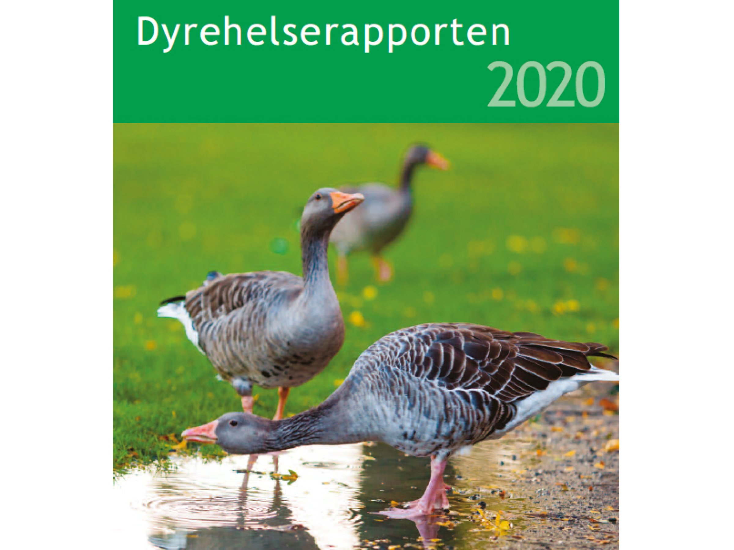 Dyrehelserapporten gir en årlig statusoppdatering for smittsomme sykdommer og velferd hos tradisjonelle produksjonsdyr som andre tamme dyr, inkludert kjæledyr, hest, samt kamelider og vilt.