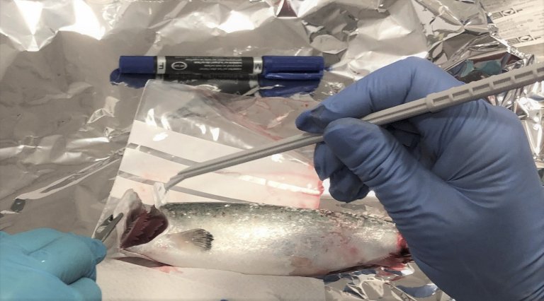 Slimprøvetaking av fisk i forsøksfasiliteter på Ås. Foto: Frieda Betty Ploss, Veterinærinstituttet