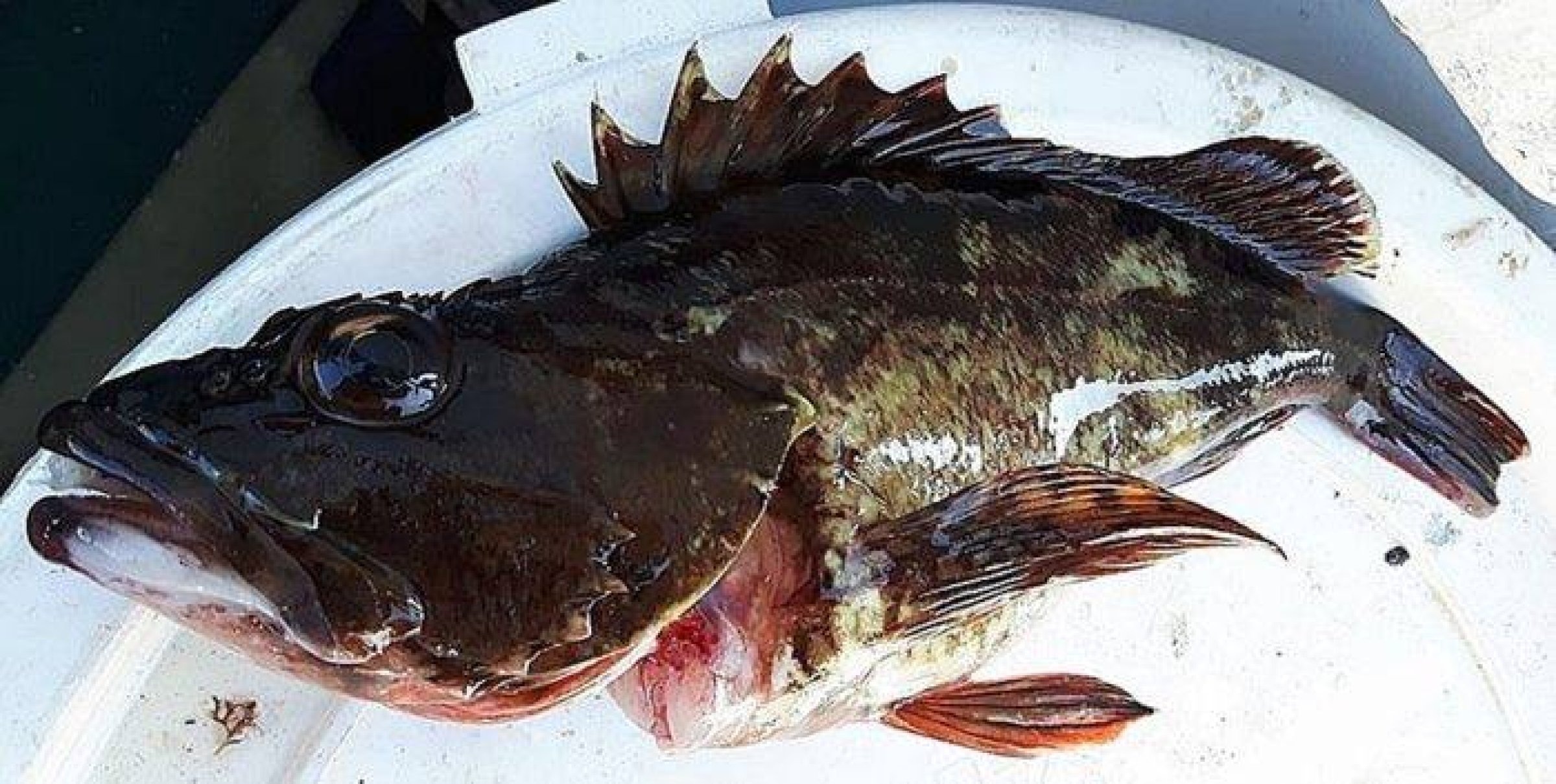 Fisken som kom på kroken hos en sportsfisker utenfor Fredrikstad og skal undersøkes hos Veterinærinstituttet. Foto: Are Andersen.