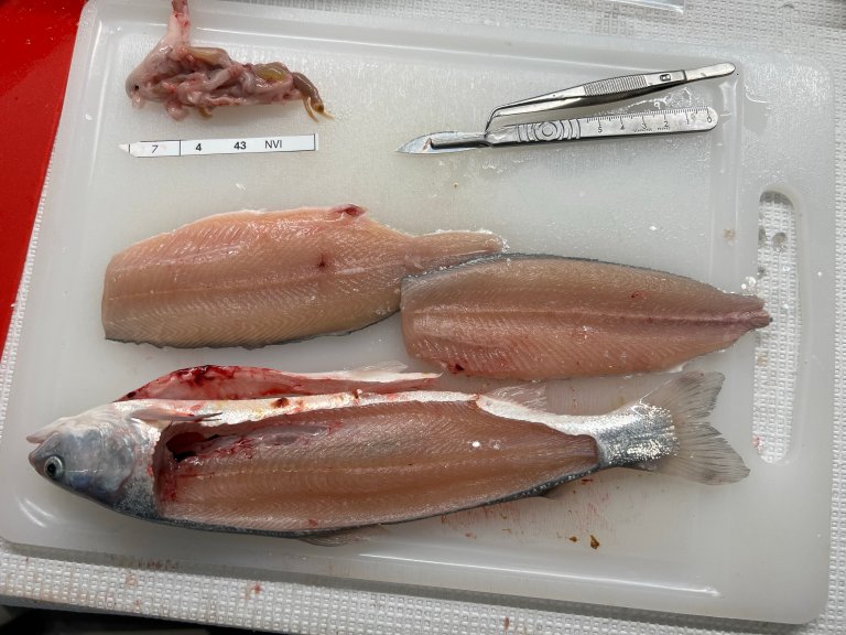 Uttak av prøver fra postsmolt ved endelig prøvetaking i avslutningen av fôringsforsøket med postsmolt. Foto: Amritha Johny, Nofima