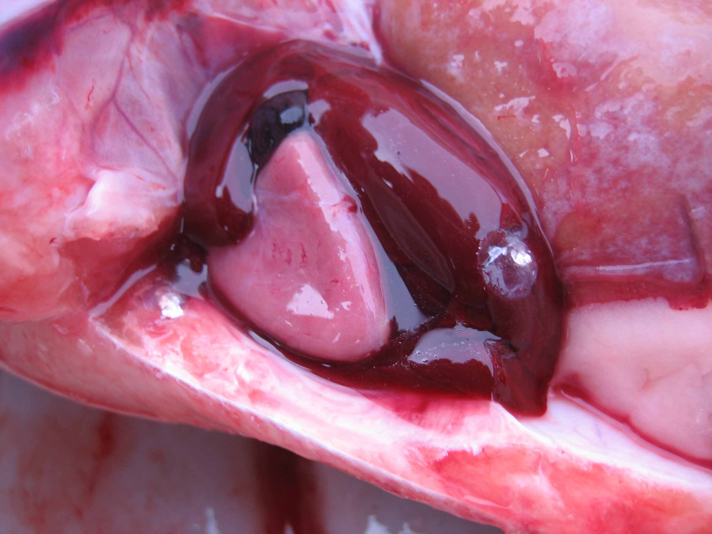 Laks med CMS/Hjertesprekk. Fisken får en betennelse som gjør hjerteveggen så tynn og skjør at hjertet til slutt sprekker. Foto: Marta Alarcon/Veterinærinstituttet