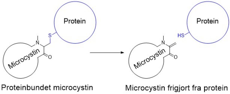 Microcystin deconjugation cartoon_Norsk_ed