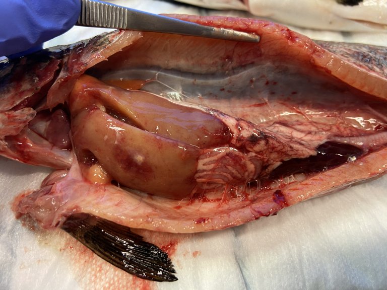 Fisk med teikn til piscirickettsiose. Bakteriar kan finnast i dei fleste organ, men under norske forhold har teikna ofte vore lyse, ofte ringforma og delvis blodige, område i lever. Foto: Lea Rønning, Stim