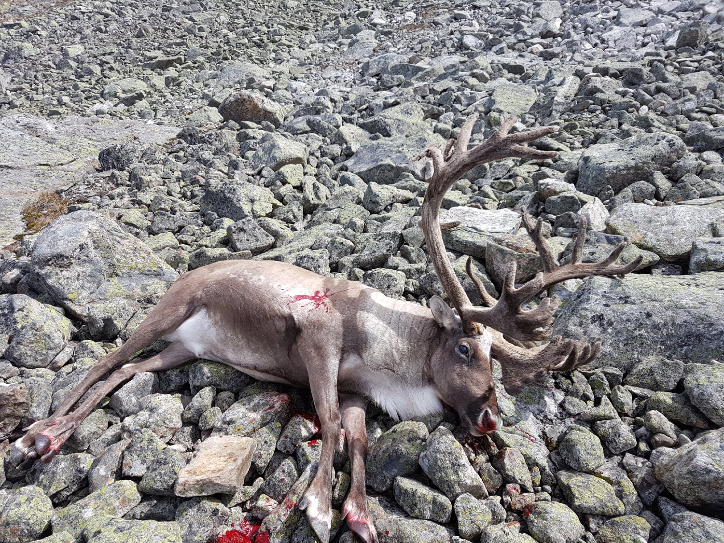 Denne reinbukken ble skutt 23. august i Nordfjella. Dette er det første reinsdyret i verden  som er skutt under jakt som har fått påvist CWD. Foto: Jan Vidar Akselberg (jeger).