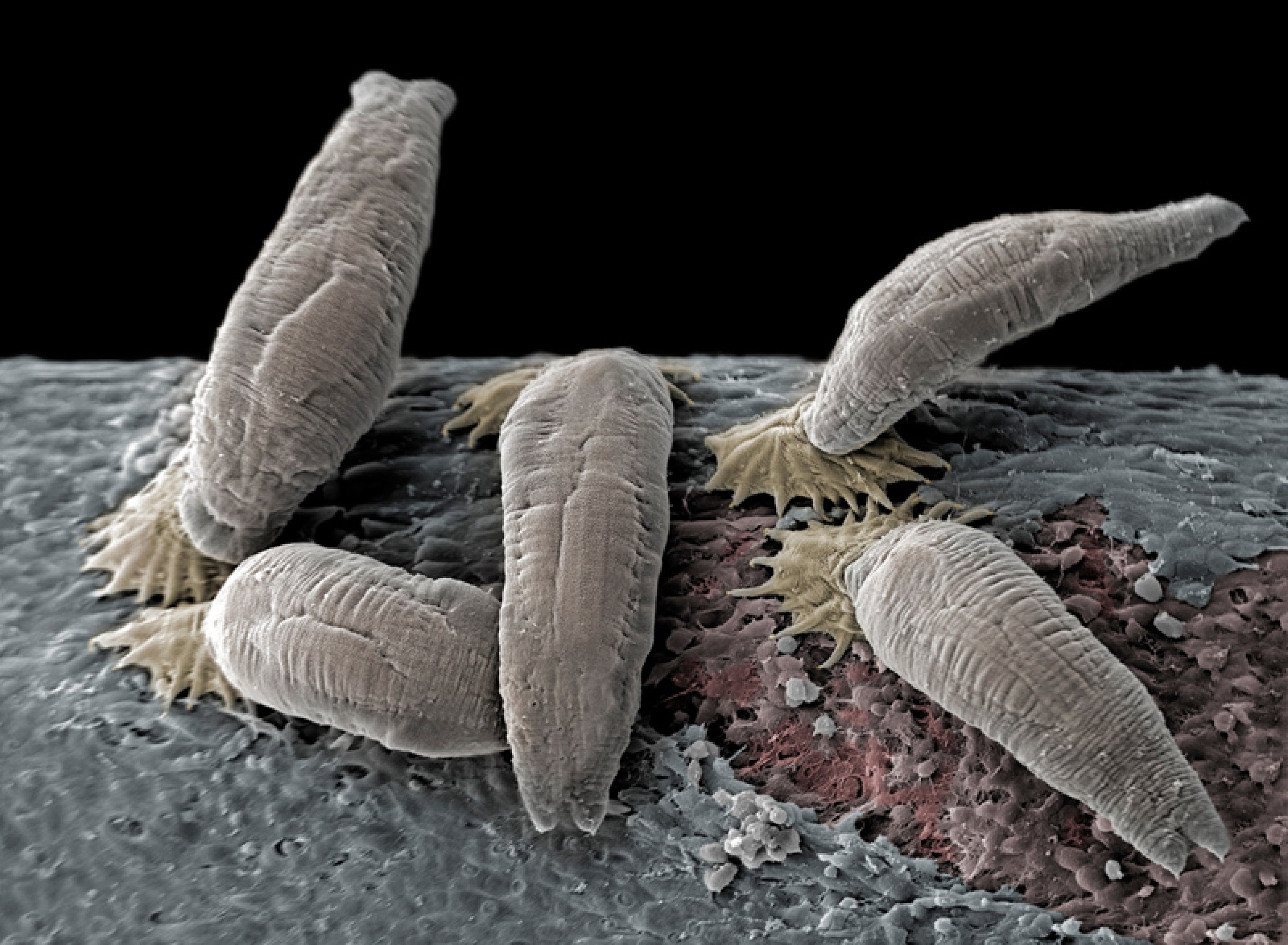 Parasitten Gyrodactylus salaris, på folkemunne kjent som gyro, er en av de fremmede artene norske myndigheter har brukt mye penger på å bekjempe. Jobben er fortsatt ikke ferdig. Foto: Jannicke Wiik-Nielsen, Veterinærinstituttet