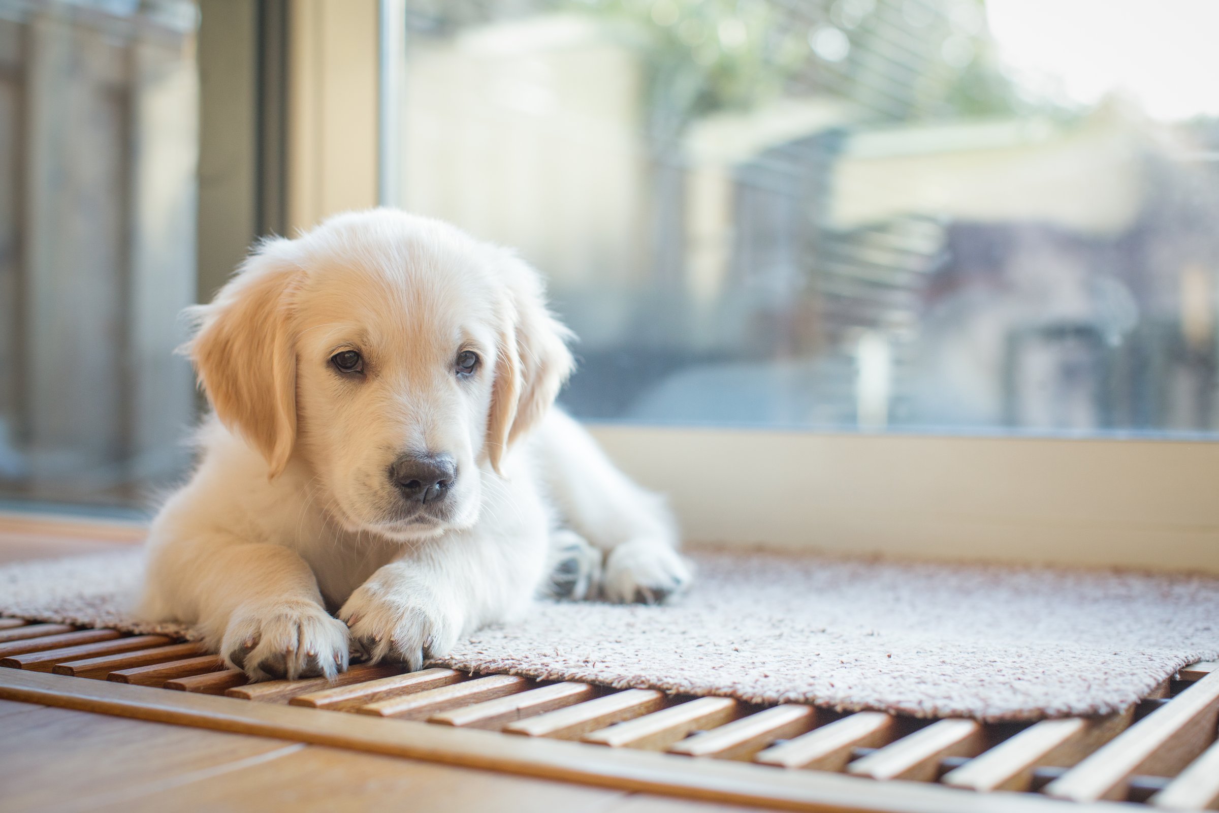 Grund buffet Rekvisitter Parvovirus-infeksjon hos hund