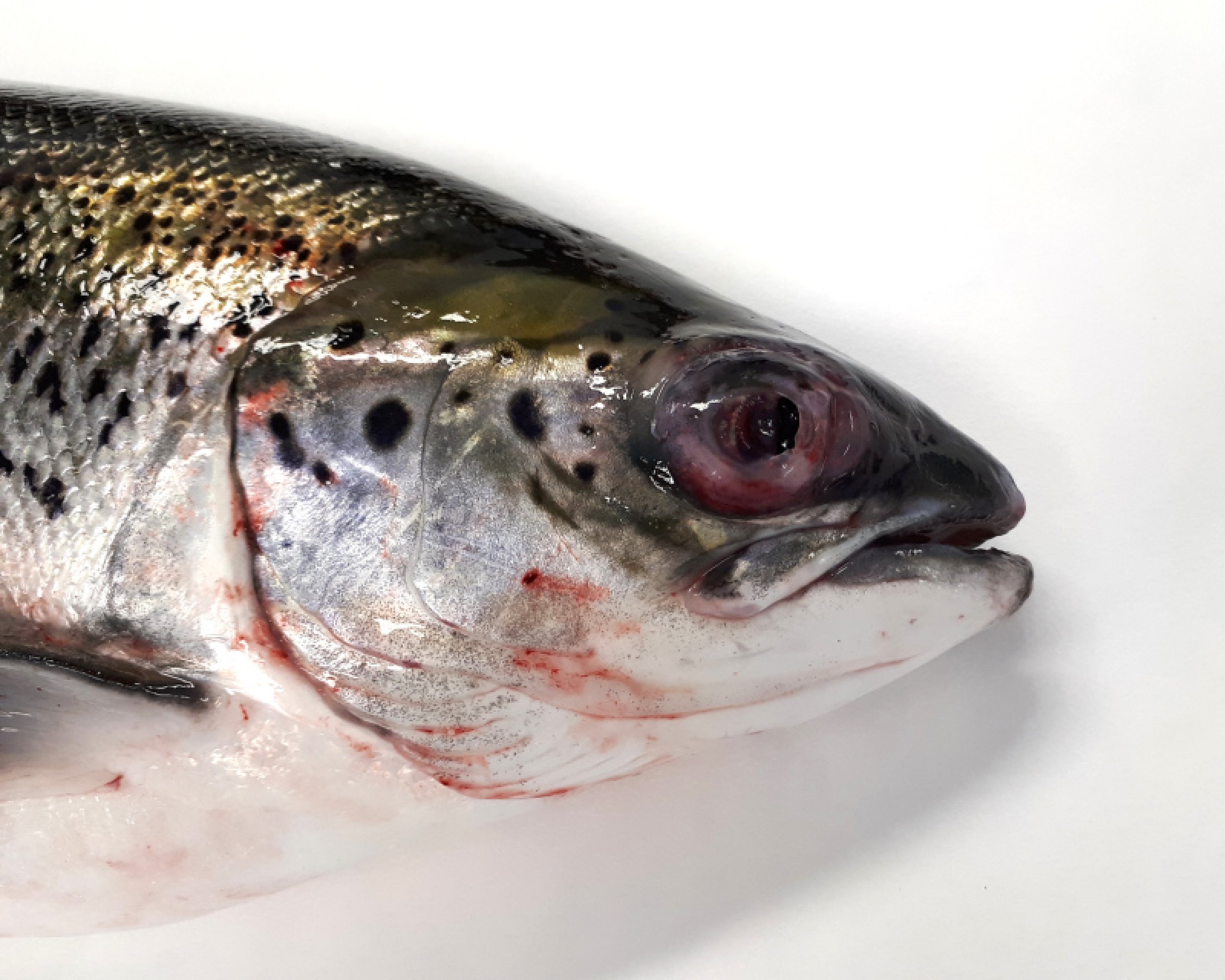 Fisk med pasteurellose kan blant annet få øyebetennelse. Foto: Hanne Nilsen