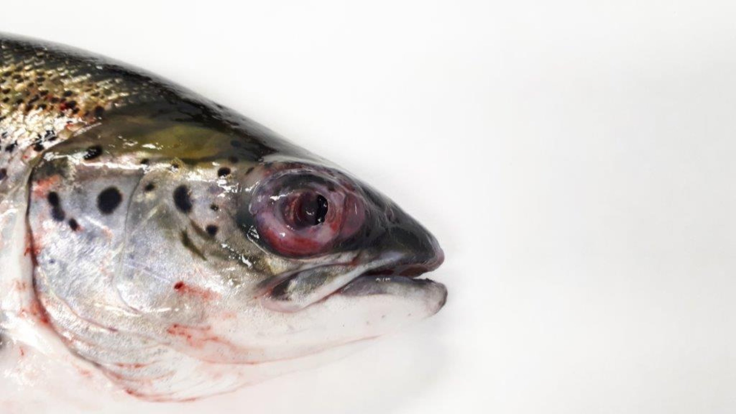 Pasteurellose hos laks kan gi symptomer som byller i hud, ved brystfinne og indre organer og i noen tilfeller såkalt «blodøye», som vist på bildet. Foto: Hanne Nilsen, Veterinærinstituttet