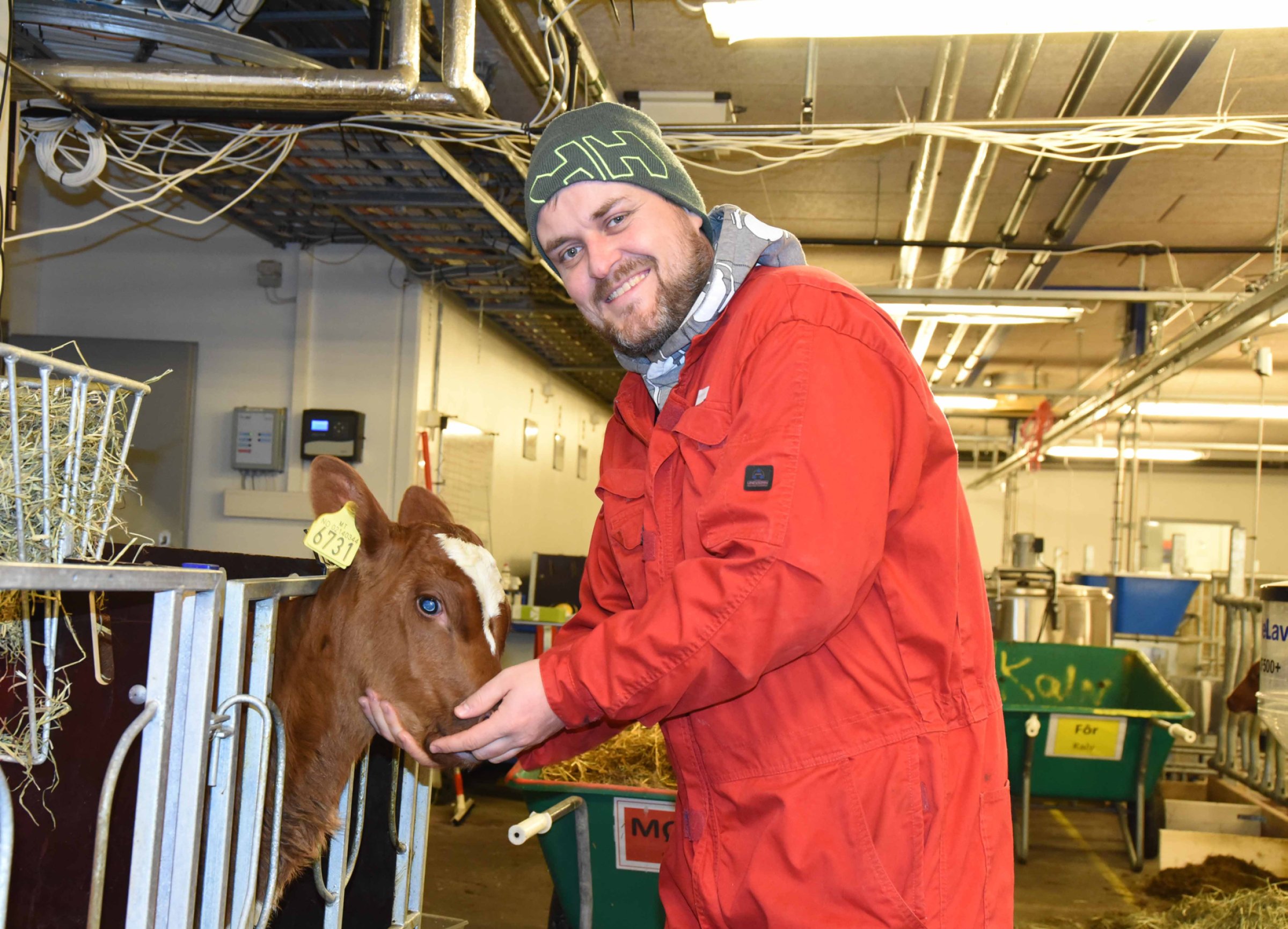 Ku og kalv har vært et kjerneområde for Veterinærinstituttets forskning på dyrevelferd siden 2009. Foto: Mari M. Press