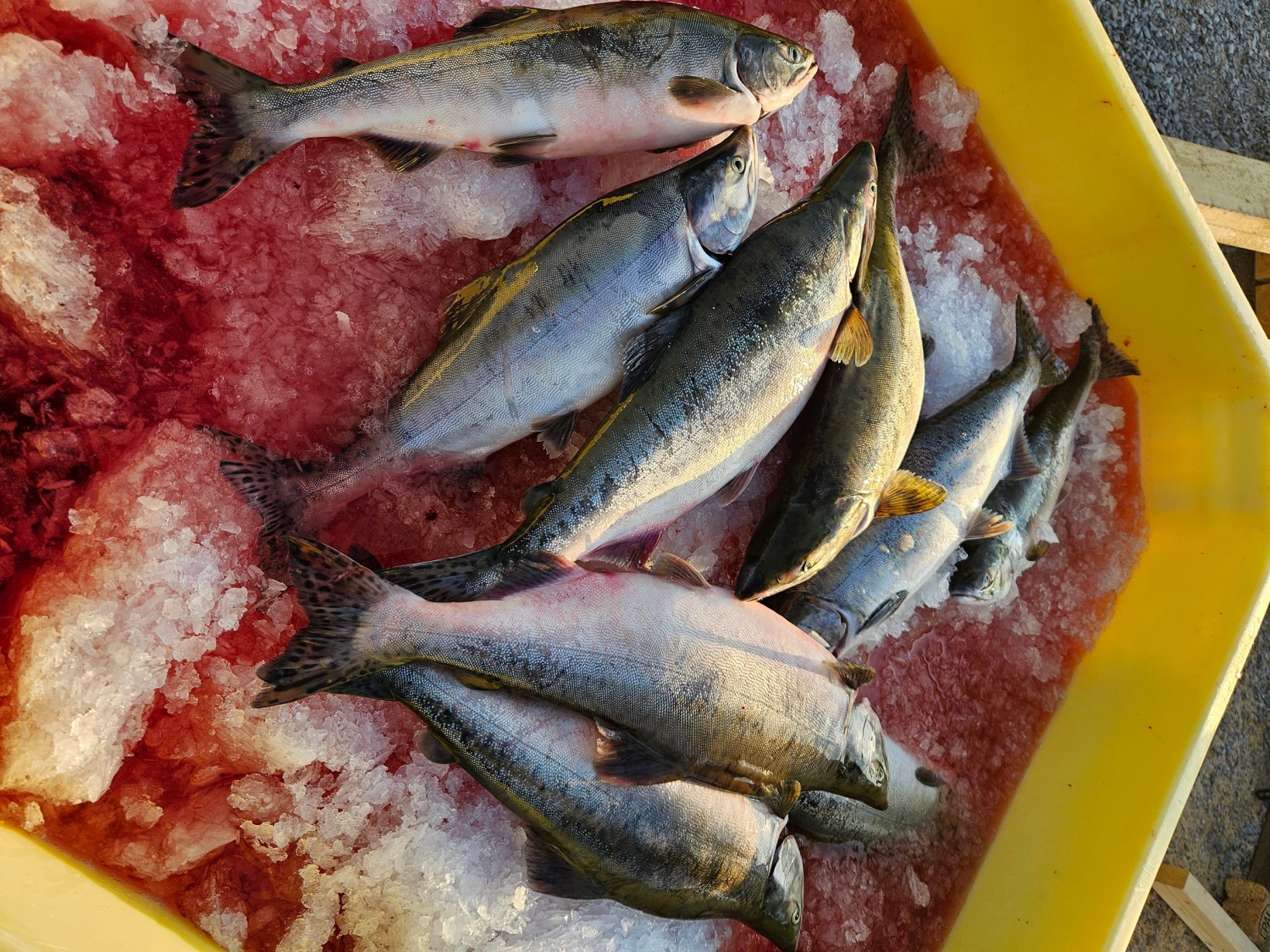 Fiskesperra i Tana skal hindre oppvandrende pukkellaks i å passere. Det er montert sluser og fangstkammer samt en flåte der pukkellaksen bedøves før den slaktes og fraktes videre på land. Foto: Roar Sandodden