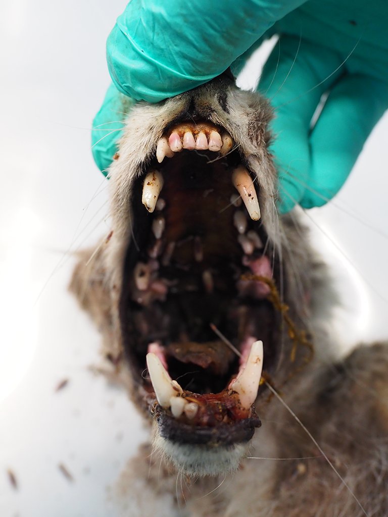 Tanngarden til den reven som fekk påvist rabies i juli 2025. Foto: Ingunn Ruud, Veterinærinstituttet