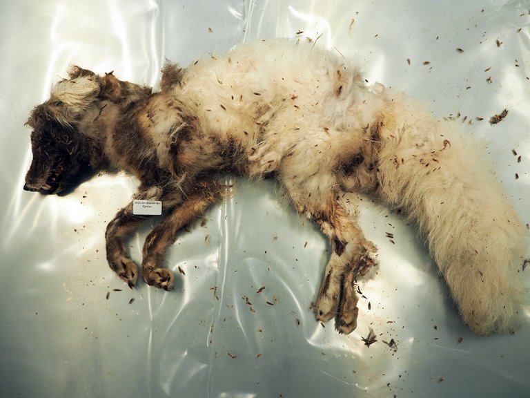 Kadaver av polarrev til undersøking. Foto: Ingunn Ruud, Veterinærinstituttet