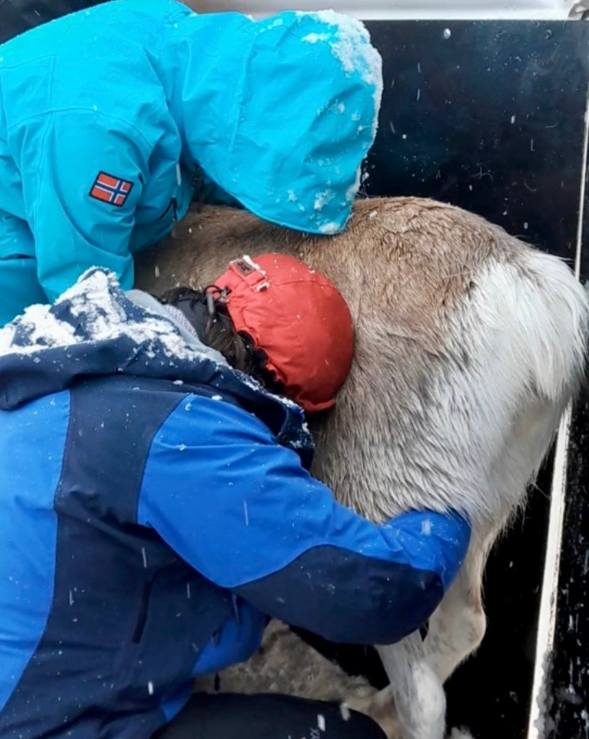 Drektighetskontroll på simle. Foto Privat