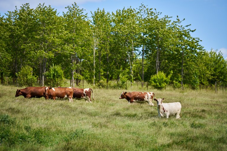 Kyr på beite i norsk landskap. Foto: Eivind Røhne